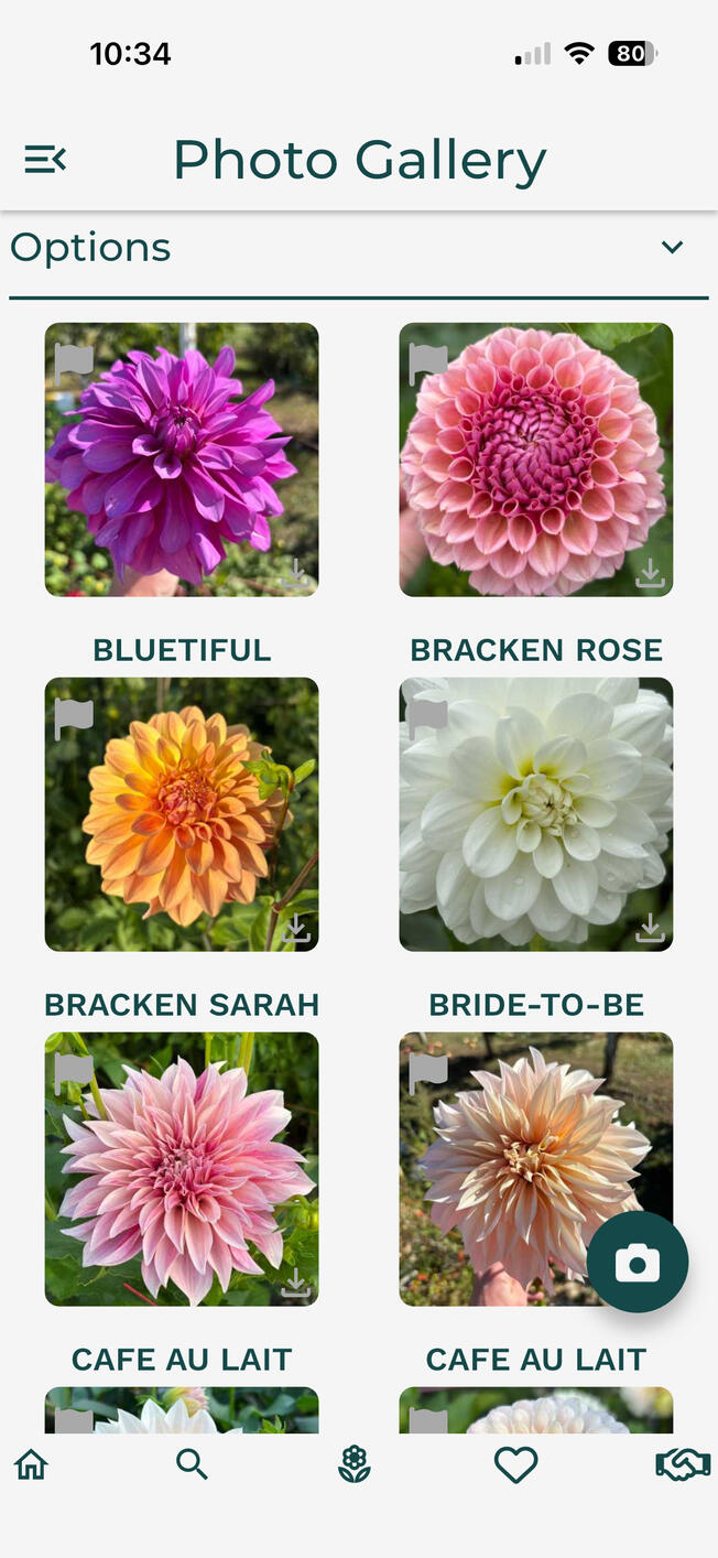 Dahlia Wizard Search Page
